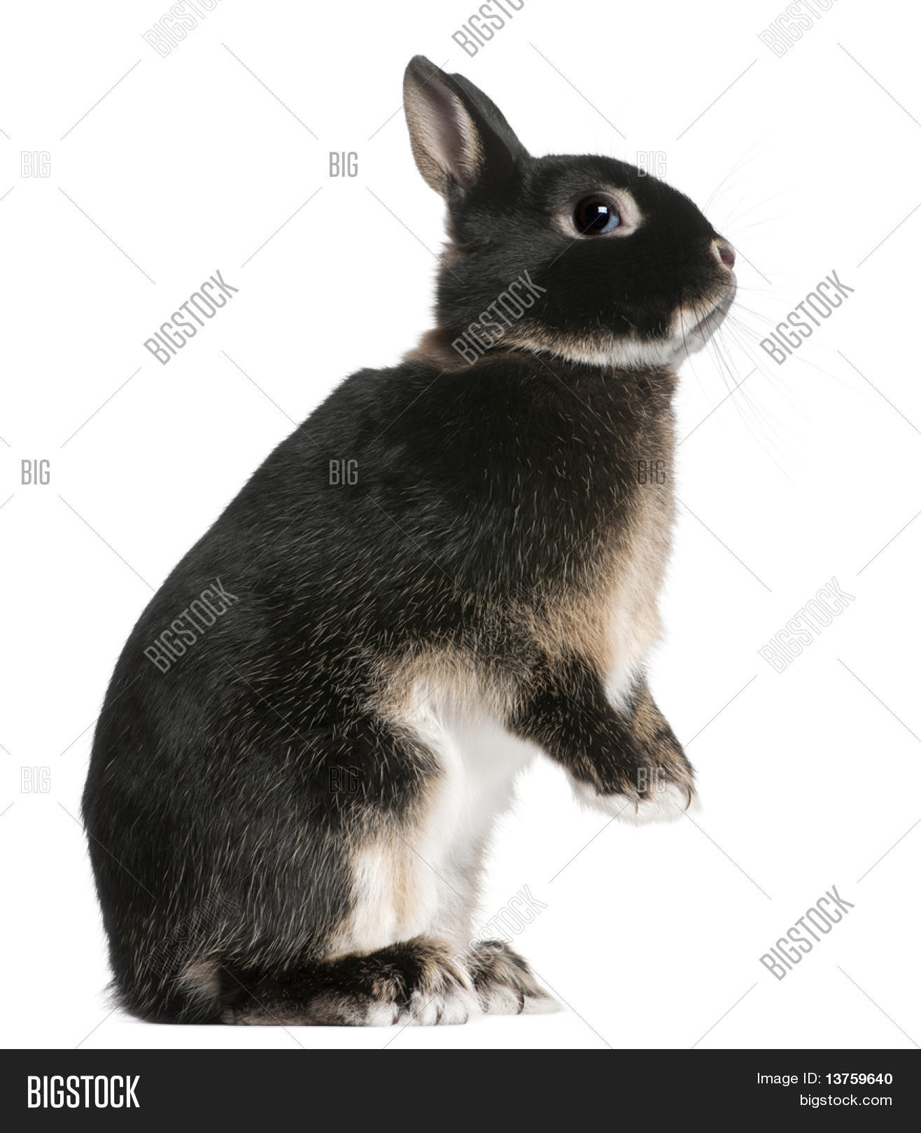 Rabbit Standing On Image & Photo (Free Trial) | Bigstock