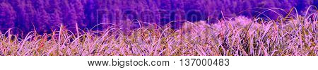 Summer meadow with grass and trees in a purple color filter