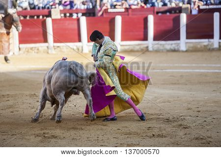 Ubeda Spain - September 29 2010: The Spanish Bullfighter El Cid bullfighting with the crutch in the Bullring of Ubeda Spain