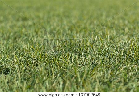Artificial green grass shot low down  and close up with narrow depth of focus.