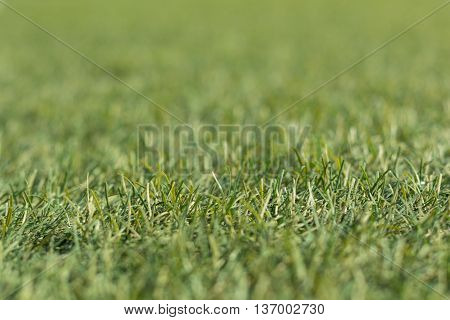 Artificial green grass shot low down  and close up with small depth of focus.