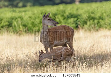 Red Deer (Cervus elaphus) mother and calf having a scratch.