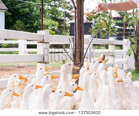 Hand Feeding and Dropping food for big group of white ducks in local farm.