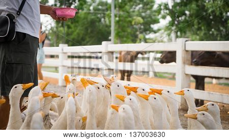 Hand Feeding and Dropping food for big group of white ducks in local farm.