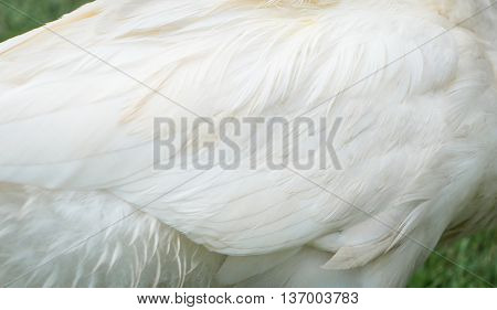 White Duck Wing Fur textured for background.