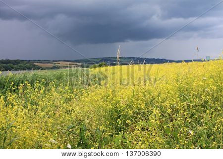 Storm clouds over a rape field at Slapton, Devon