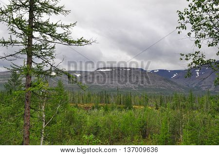 Foothill taiga. Putorana plateau Siberia the Taimyr Peninsula Russia.