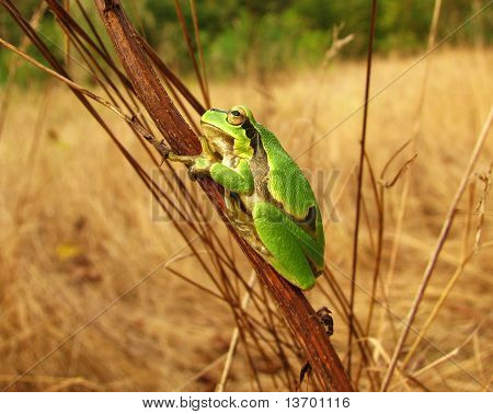 Frog