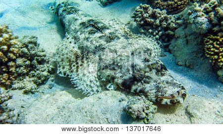 Crocodile fish laying on the ground, Egypt Marsa Alam