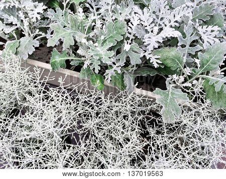Decorative plants Centaurea Cineraria and Calocephalus Brownii. Scandinavian garden center.