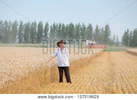 Senior man farmer with hat standing in ripe wheat field while combine harvester working in background