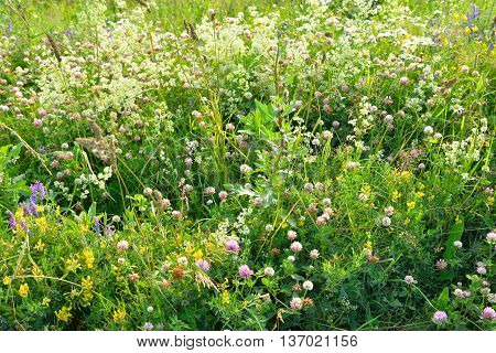 Abundance of blooming wild flowers on the meadow at summer.