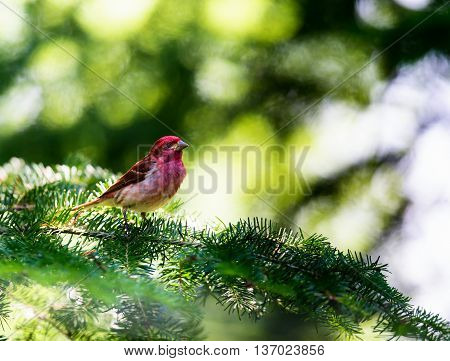 The Purple Finch is the bird that has been famously described as a sparrow dipped in raspberry juice. This was taken deep in a boreal forest in North Quebec Canada.