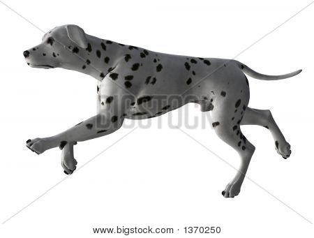 Dalmation 