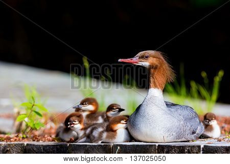 The elegant gray-bodied female Common Merganser have rich, cinnamon heads with a short crest. This one is seen while resting and swimming with her chicks on a Lac Creux in northern Quebec Canada.