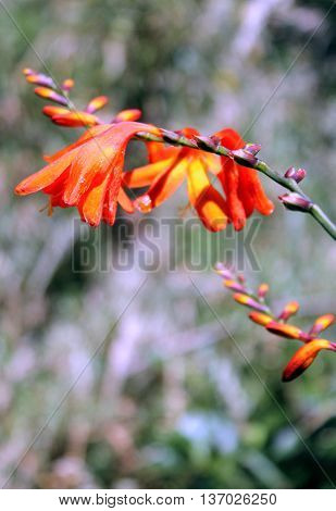 Flowering Crocosmia hybrid growing in New Zealand