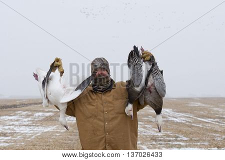 A goose hunter with Snow and Blue Geese