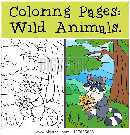 Coloring Pages: Wild Animals. Little Cute Raccons.