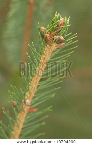 Pine puun oksa