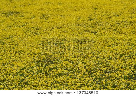 Glade with bright yellow flowers in spring