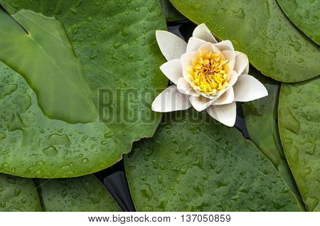 Beautiful water lilly blooning in a little pond