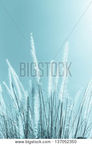 Feather Grass In Nature