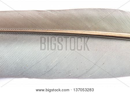close up Bird feather texture on white background