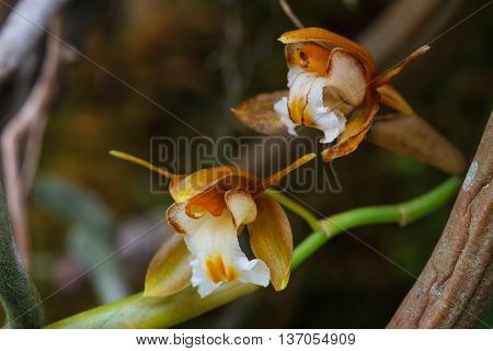 Coelogyne Fuscescens  Rare Species Wild Orchids In Forest