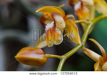 Coelogyne Fuscescens  Rare Species Wild Orchids In Forest