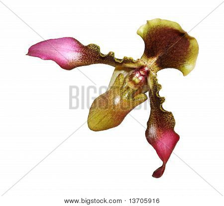 Paphiopedilum