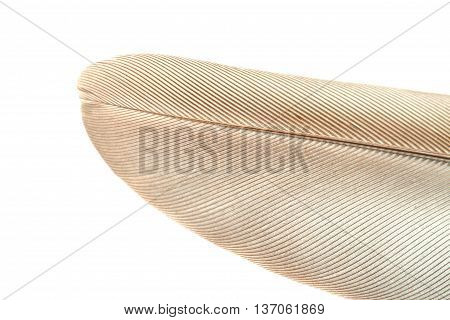 Close Up Bird Feather Texture