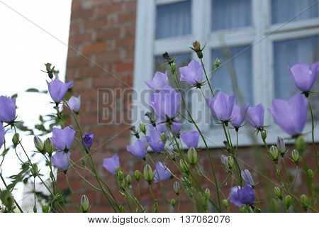 Wild carpathian bellflower Campanula carpatica in a garden meadow in summer