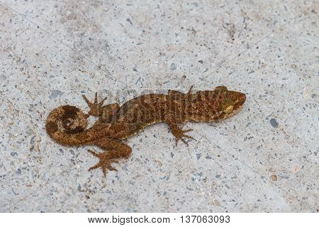 Ulber's Gecko In Tropical Forest