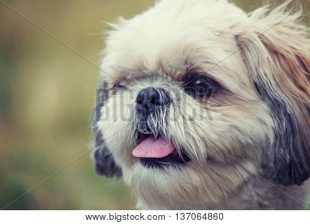 Toned portrait of a cute dog shitzu -- nose is in focus