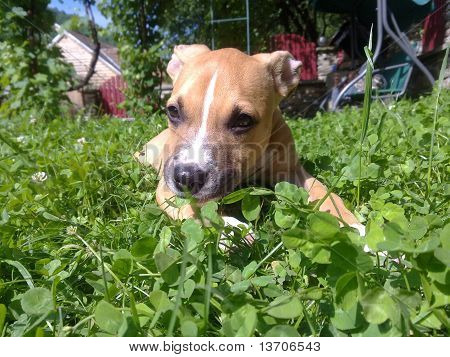 Amstaff