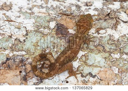 Ulber's Gecko In Tropical Forest