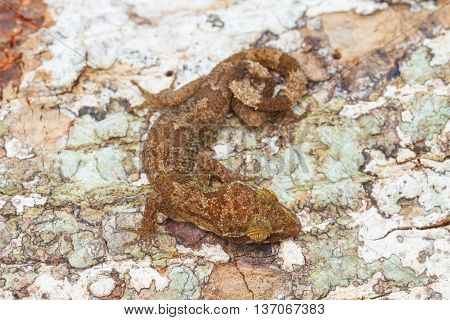 Ulber's Gecko In Tropical Forest