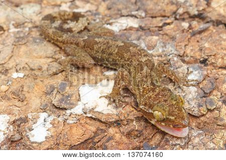 Ulber's Gecko In Tropical Forest