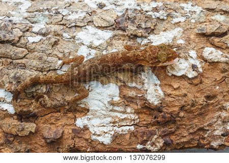 Ulber's Gecko In Tropical Forest