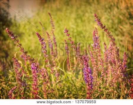 Beautiful Landscape With Flowers In A Field, Vintage Photo.