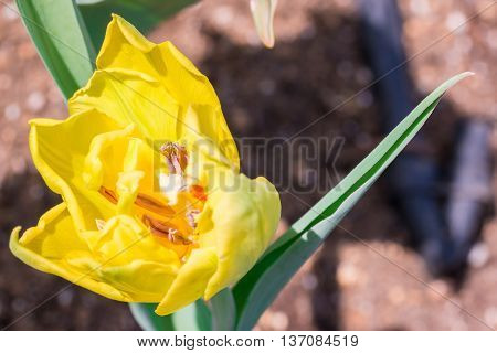 Tulip Anthers With Pollen Grains Of Yellow Tulip Flower.