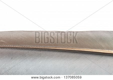 Close Up Bird Feather Texture