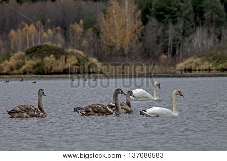 beautiful white swans swim on a lake on a Sunny day