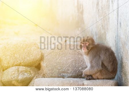 Macaca Fuscata Or Japanese Macaque Relaxing.
