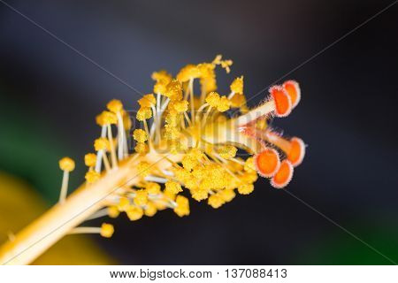 Hibiscus Flower Showing Pollen Details Close Up.