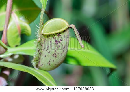 Nepenthes, Tropical Pitcher Plants And Monkey Cups.