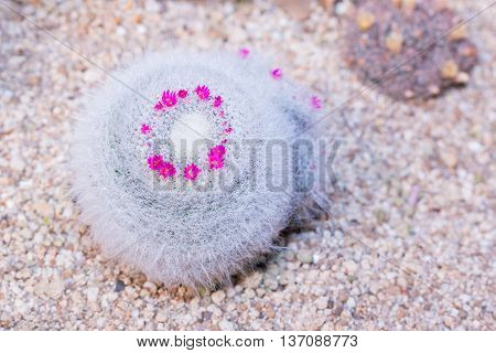 Cactus Of Globe Shaped Cactus With Long Thorns. (mammillaria Hahniana Werderm).