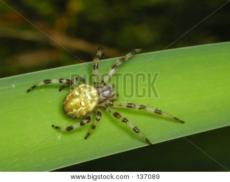 Spinne