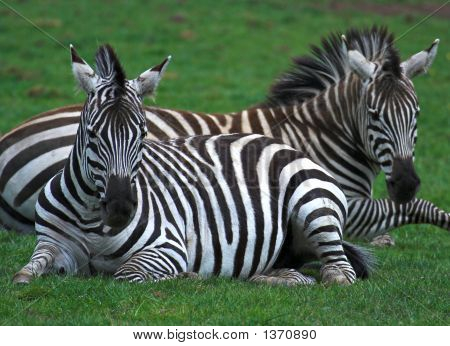 Zebra