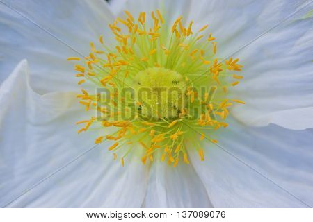 Close Up Of A White Iceland Poppy (scientific Name Papaver Nudicaule)